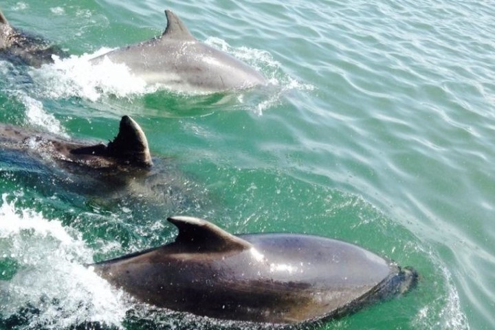 Dolphins in water