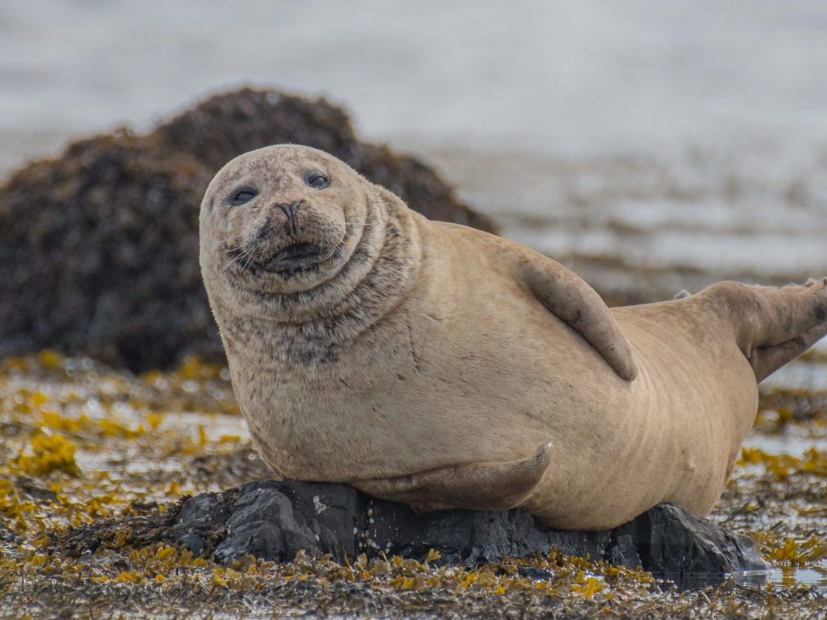 seal laying on shoreline