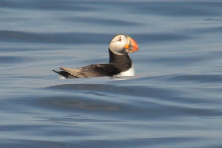 a bird swimming in water