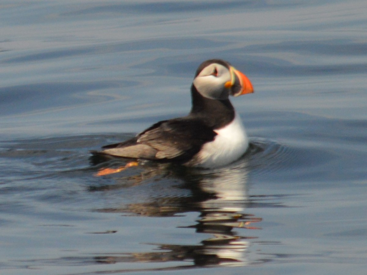 a bird swimming in water next to a body of water
