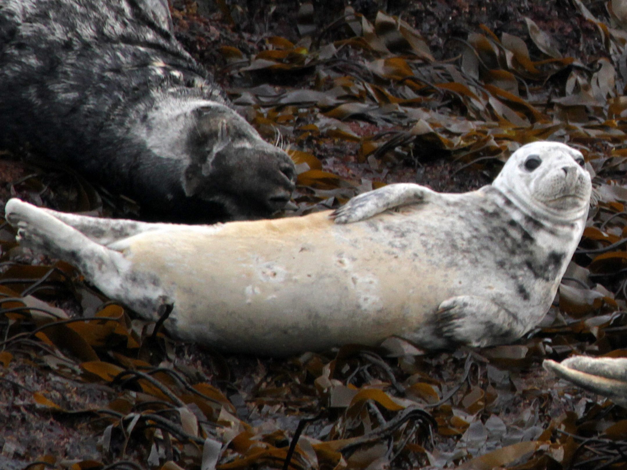 a seal lying in the dirt