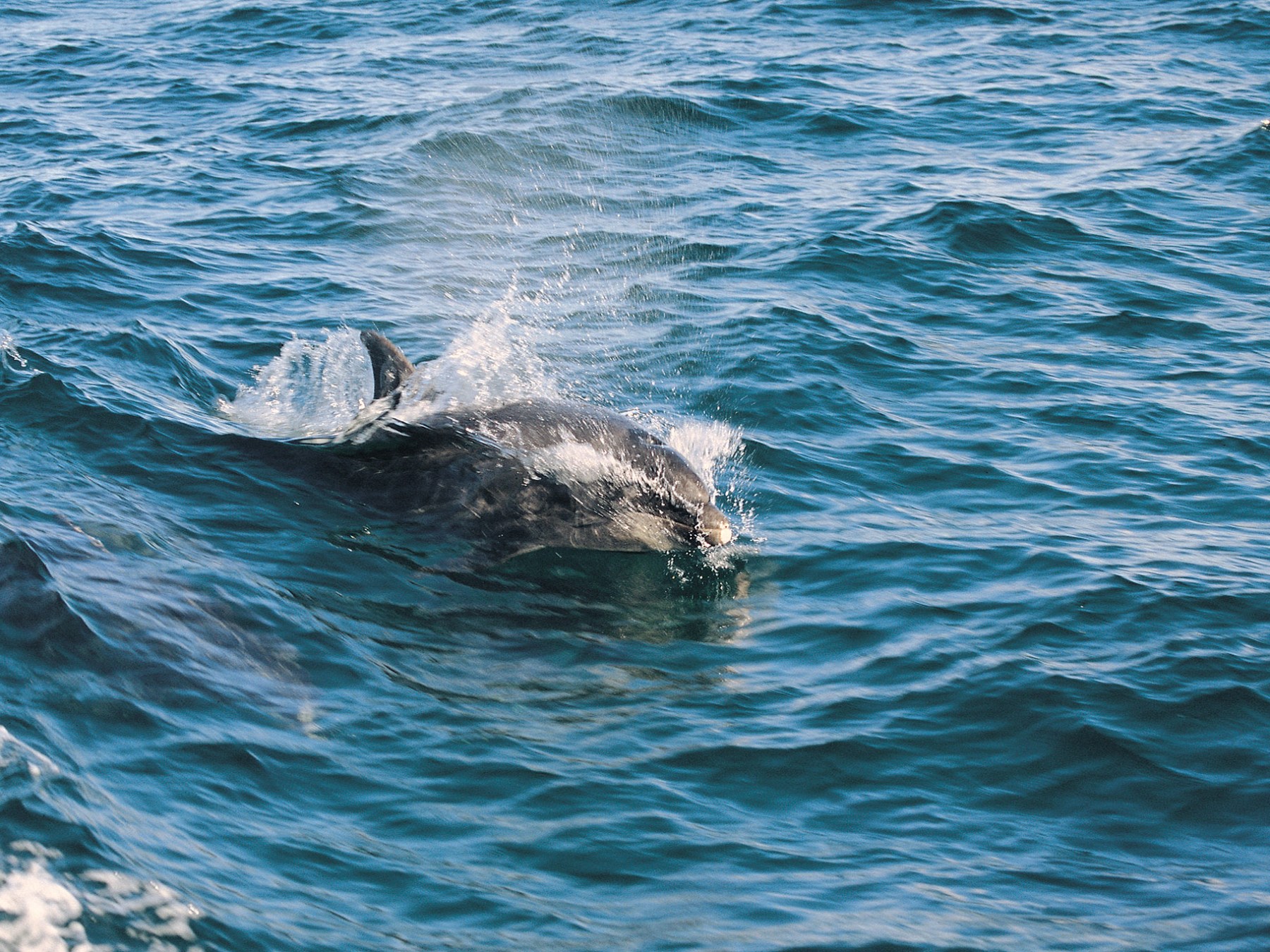a person swimming in the ocean