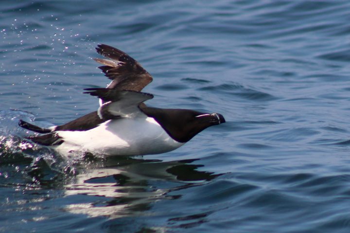 a razorbill swimming in water next to a body of water