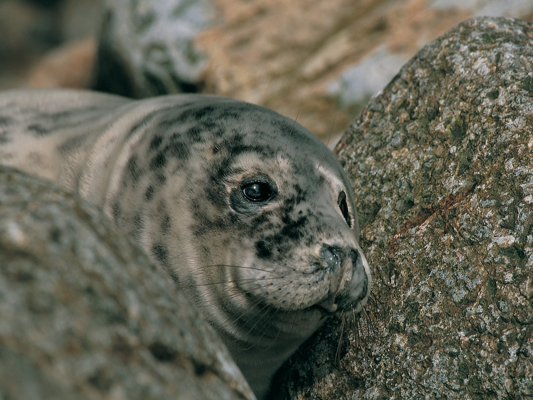 a close up of a seal lying on the ground