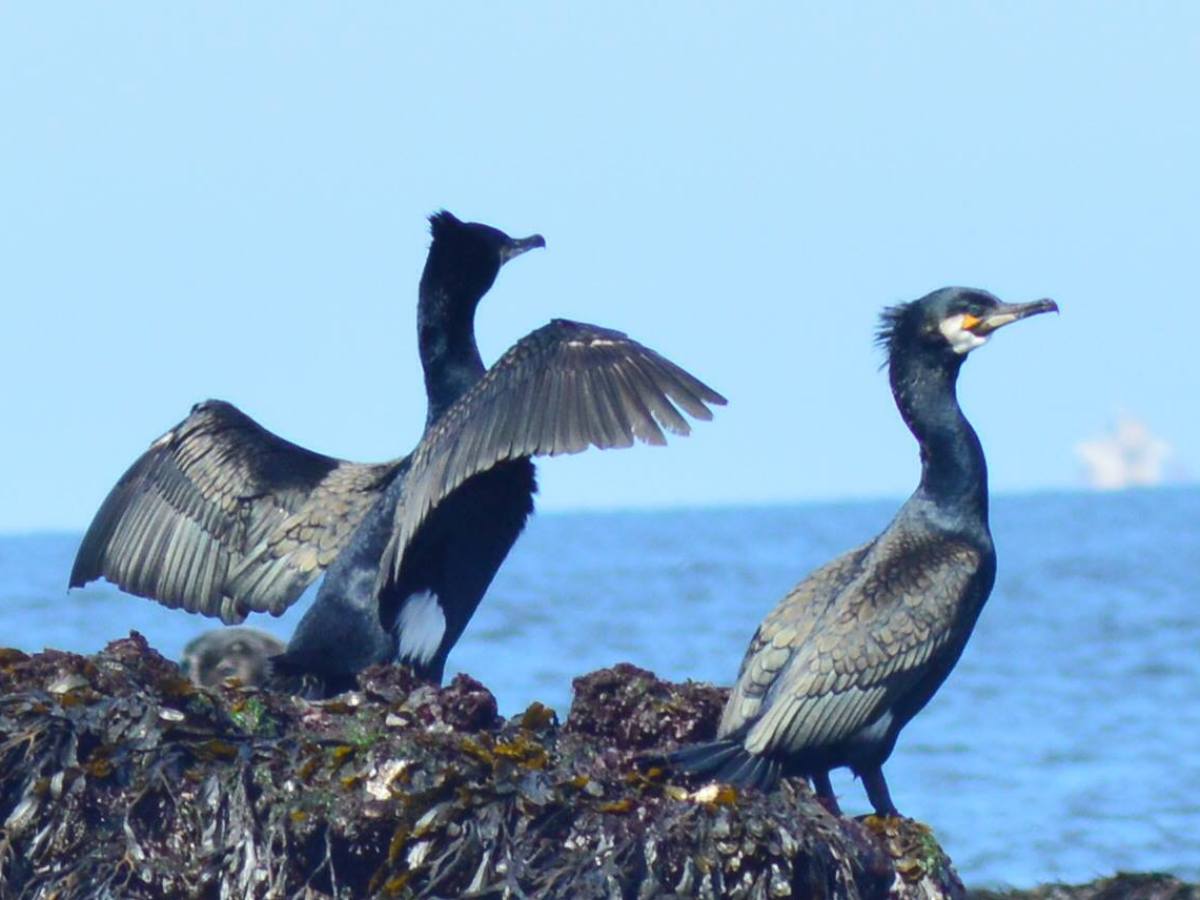 a bird sitting on top of a body of water