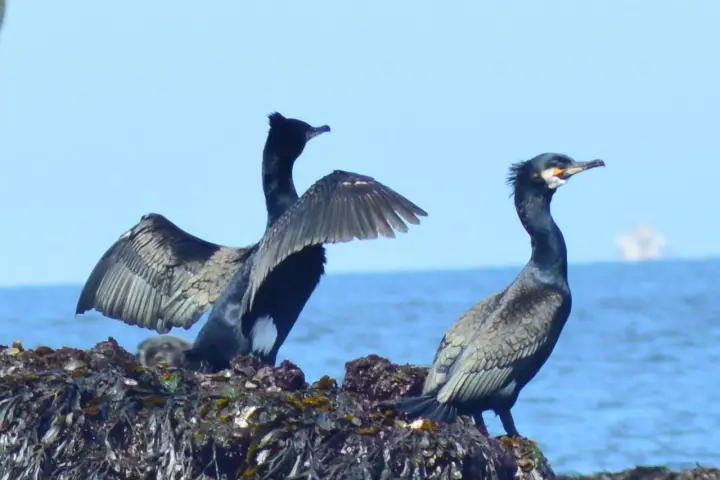 a bird sitting on top of a body of water